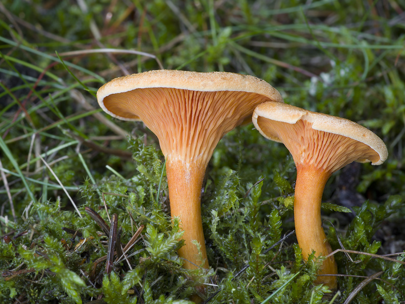 Hygrophoropsis aurantiaca